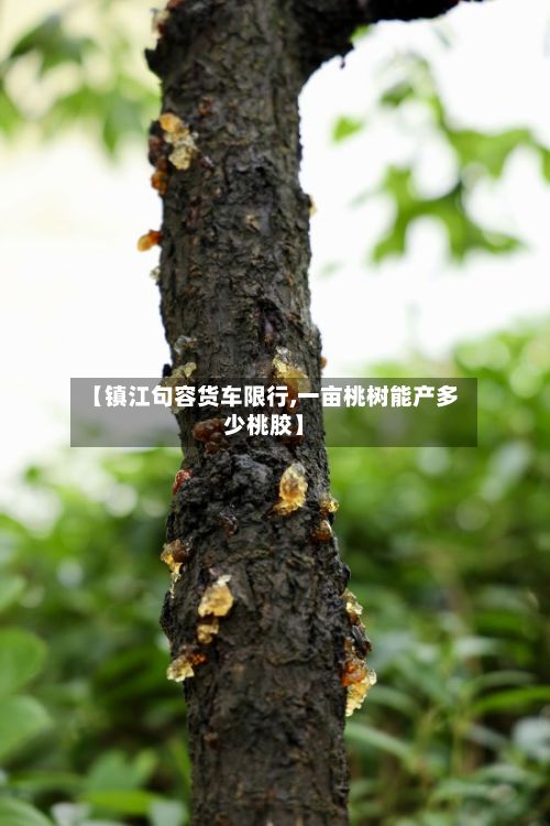 【镇江句容货车限行,一亩桃树能产多少桃胶】