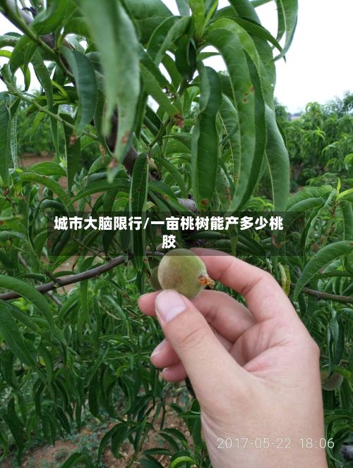 城市大脑限行/一亩桃树能产多少桃胶