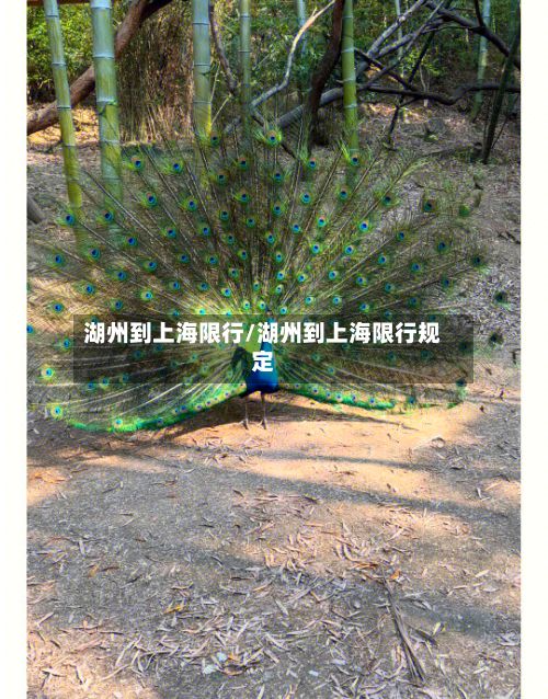 湖州到上海限行/湖州到上海限行规定