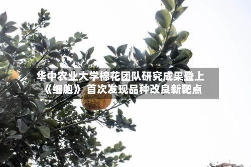 华中农业大学棉花团队研究成果登上《细胞》 首次发现品种改良新靶点