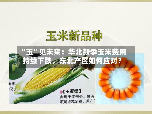 “玉”见未来：华北新季玉米费用持续下跌，东北产区如何应对？-第2张图片