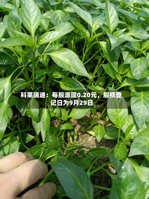 科莱瑞迪：每股派现0.20元	，股权登记日为9月29日-第2张图片