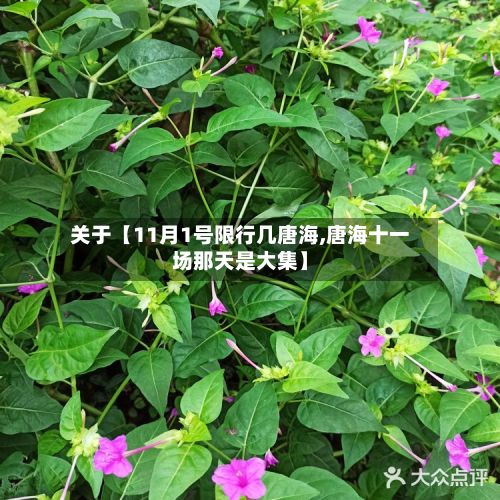 关于【11月1号限行几唐海,唐海十一场那天是大集】
