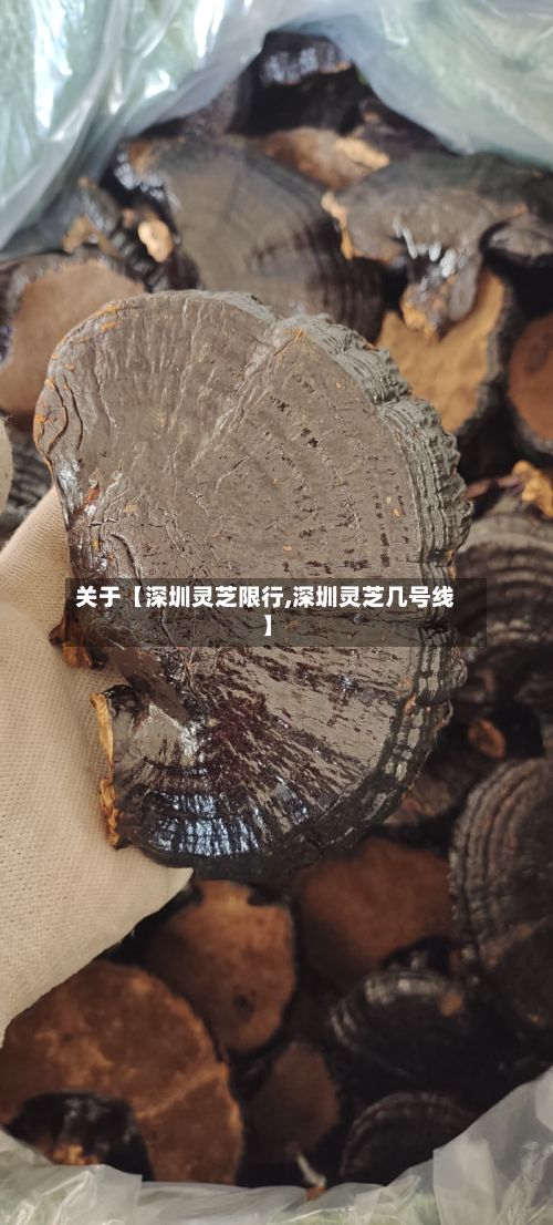 关于【深圳灵芝限行,深圳灵芝几号线】