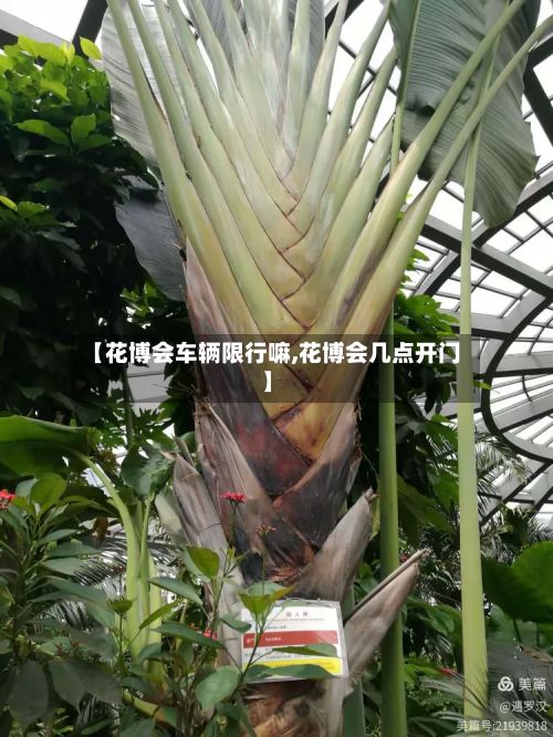 【花博会车辆限行嘛,花博会几点开门】-第2张图片