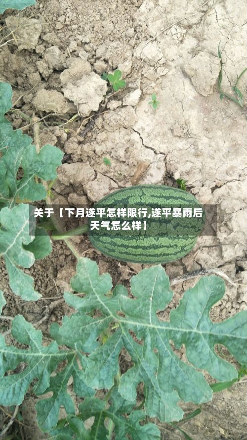 关于【下月遂平怎样限行,遂平暴雨后天气怎么样】-第2张图片