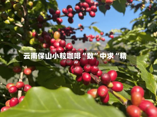 云南保山小粒咖啡“数	”中求“精”-第2张图片