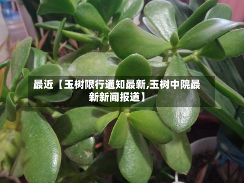 最近【玉树限行通知最新,玉树中院最新新闻报道】
