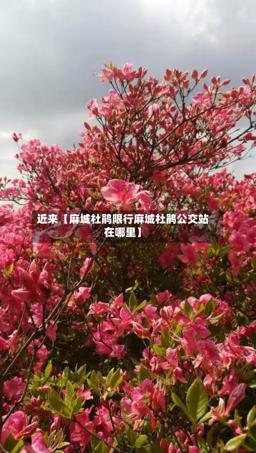 近来【麻城杜鹃限行麻城杜鹃公交站在哪里】