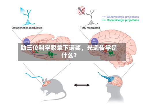 助三位科学家拿下诺奖	，光遗传学是什么？-第1张图片