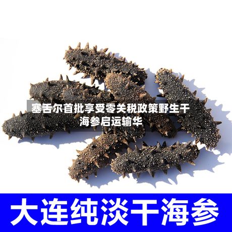 塞舌尔首批享受零关税政策野生干海参启运输华