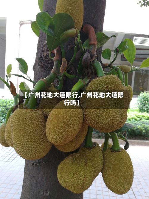 【广州花地大道限行,广州花地大道限行吗】-第3张图片
