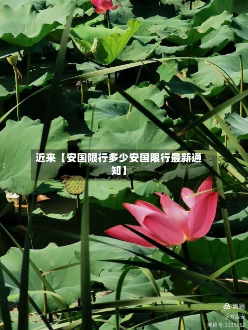 近来【安国限行多少安国限行最新通知】-第2张图片