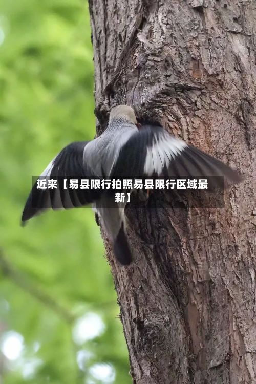 近来【易县限行拍照易县限行区域最新】