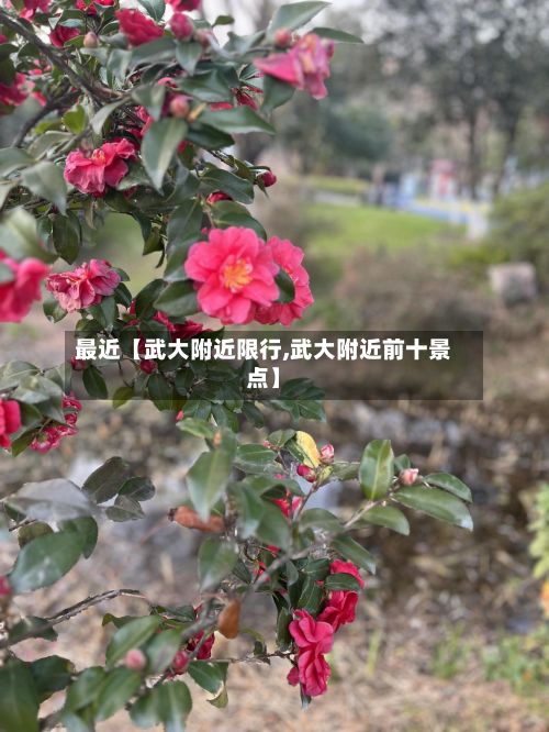 最近【武大附近限行,武大附近前十景点】