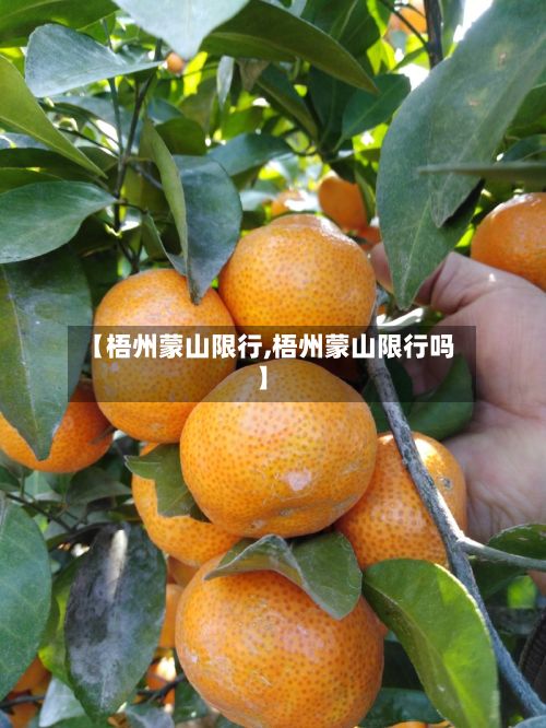 【梧州蒙山限行,梧州蒙山限行吗】