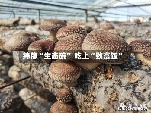 捧稳“生态碗” 吃上“致富饭”