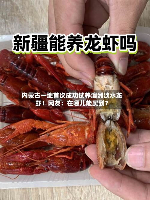 内蒙古一地首次成功试养澳洲淡水龙虾！网友：在哪儿能买到？