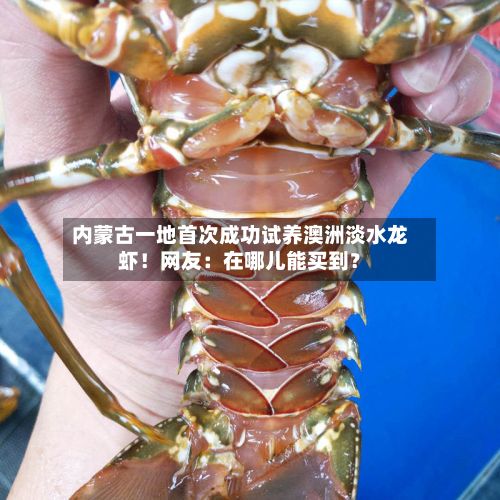 内蒙古一地首次成功试养澳洲淡水龙虾!网友:在哪儿能买到?-第3张图片