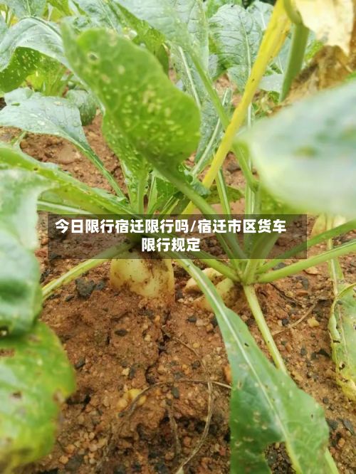 今日限行宿迁限行吗/宿迁市区货车限行规定