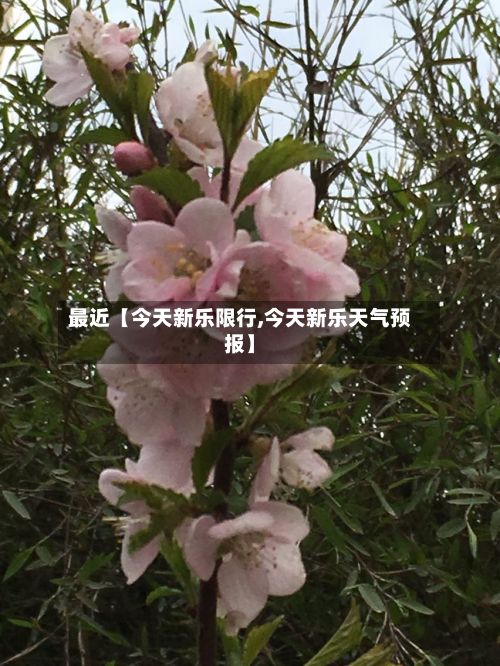 最近【今天新乐限行,今天新乐天气预报】