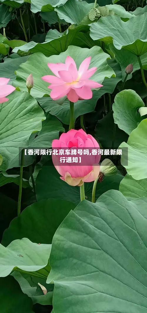 【香河限行北京车牌号吗,香河最新限行通知】