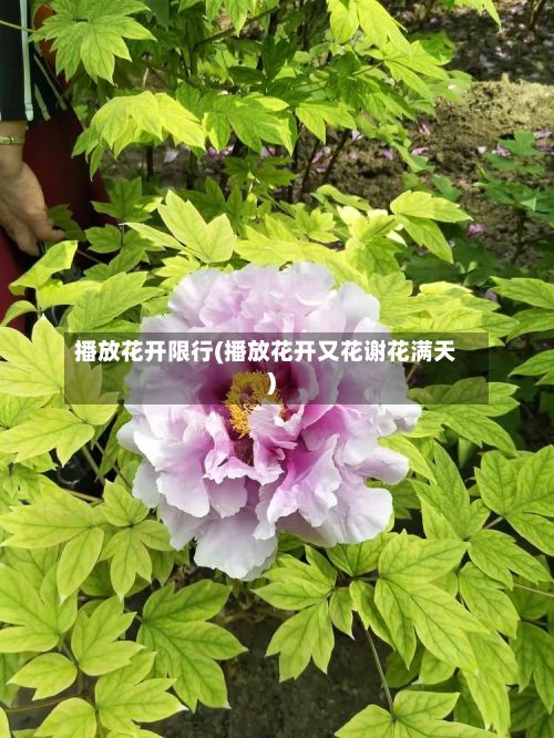 播放花开限行(播放花开又花谢花满天)-第2张图片