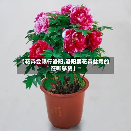 【花卉会限行洛阳,洛阳卖花卉盆栽的在哪拿货】-第2张图片