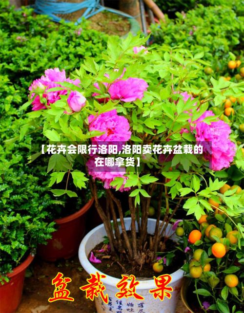 【花卉会限行洛阳,洛阳卖花卉盆栽的在哪拿货】
