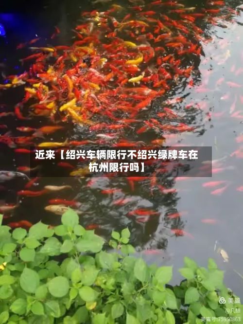 近来【绍兴车辆限行不绍兴绿牌车在杭州限行吗】