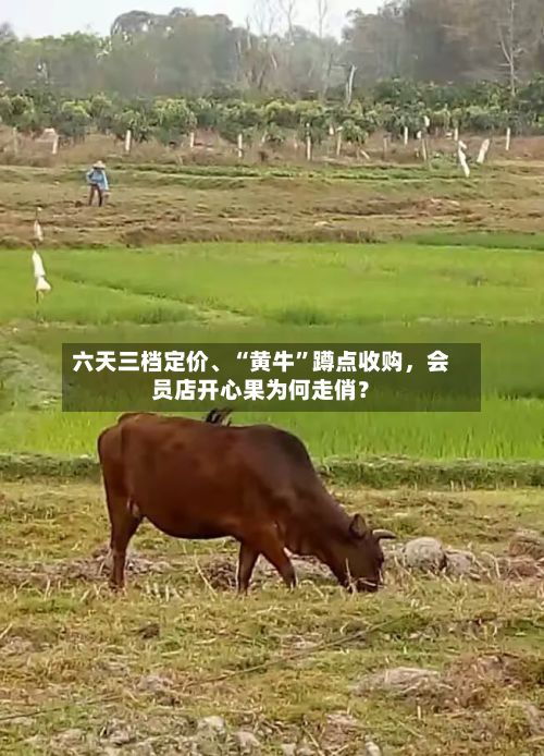 六天三档定价、“黄牛	”蹲点收购，会员店开心果为何走俏？-第2张图片