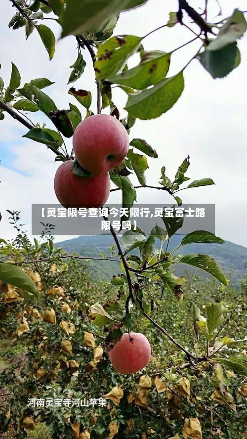 【灵宝限号查询今天限行,灵宝富士路限号吗】-第2张图片