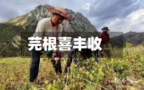 芫根喜丰收