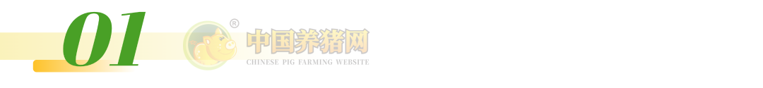 注意！猪肉股逆势翻红！猪价跌至低位，亏损加剧！预计国庆猪价将会这样走！